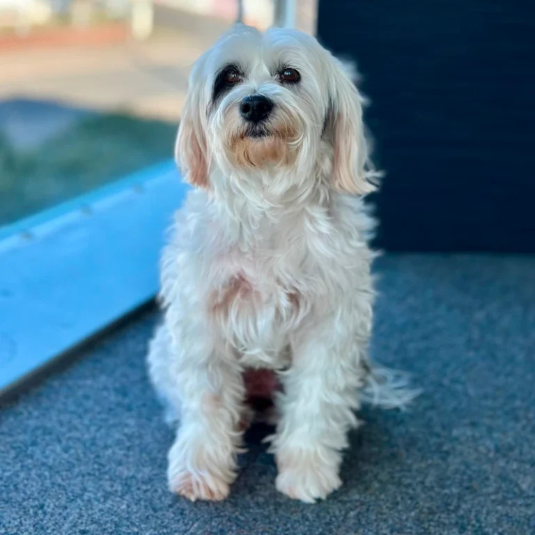 Lola
